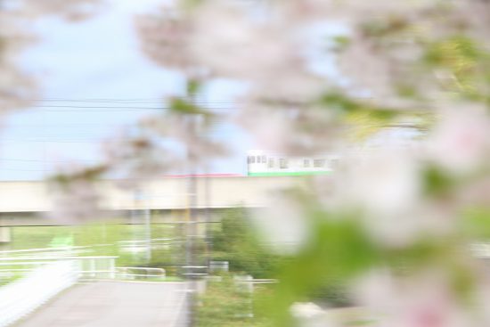 し撮り 桜 列車 汽車